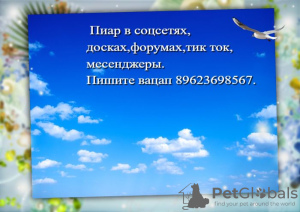 Photo №2. Services for the delivery and transportation of cats and dogs in Russian Federation. Price - negotiated. Announcement № 7936