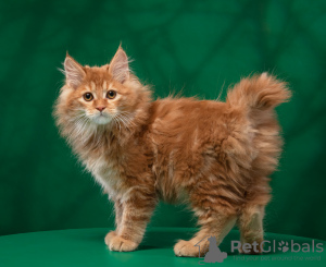 Photo №2 to announcement № 9279 for the sale of kurilen bobtail - buy in Russian Federation from nursery