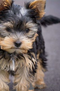 Photo №3. Magnificent miniature Yorkshire terrier puppies. United States