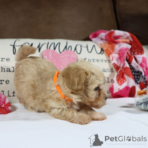 Photo №1. maltipu - for sale in the city of Berlin | 847$ | Announcement № 150161