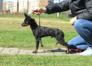 Photo №1. non-pedigree dogs - for sale in the city of Minsk | negotiated | Announcement № 6505
