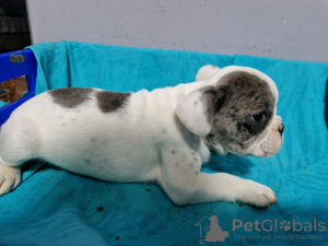 Additional photos: French bulldog puppies for sale