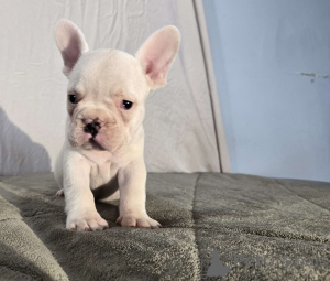 Photo №3. Pure French Bulldog puppies. France