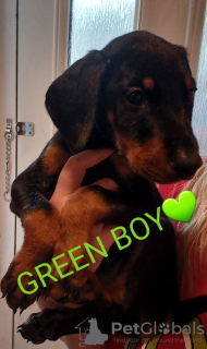 Photo №4. I will sell dobermann in the city of Kiev.  - price - Is free