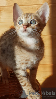 Photo №3. Vaccinated Savannah kittens for Adoption now. Australia