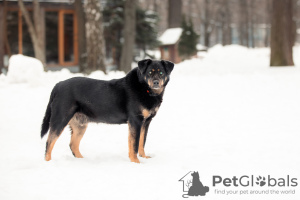 Photo №2 to announcement № 98617 for the sale of non-pedigree dogs - buy in Russian Federation from the shelter