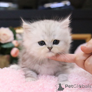 Photo №3. Persian kittens. Belarus