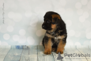 Photo №2 to announcement № 7902 for the sale of german shepherd - buy in Russian Federation from nursery