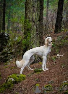 Additional photos: Saluki puppies, females and males