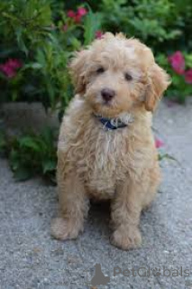 Photo №3. Labradoodle puppies for sale. United Kingdom
