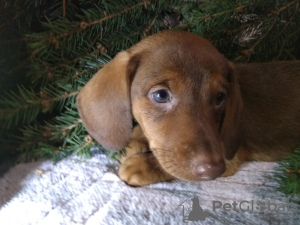 Photo №4. I will sell dachshund in the city of Velikiye Luki. private announcement - price - 341$