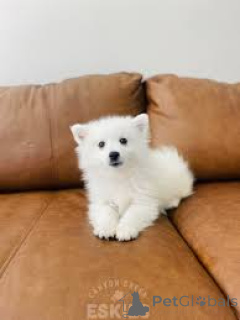 Photo №1. non-pedigree dogs - for sale in the city of Berlin | negotiated | Announcement № 136852