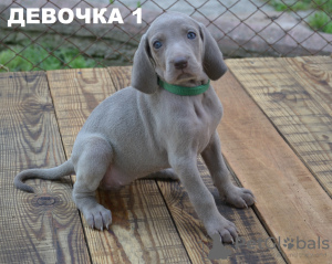 Photo №4. I will sell weimaraner in the city of Ровно. breeder - price - 367$