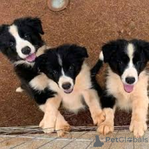 Photo №2 to announcement № 165418 for the sale of border collie - buy in Austria private announcement, breeder