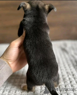 Photo №3. Teacup chihuahua puppy for adoption. United States