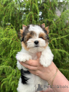 Photo №4. I will sell beaver yorkshire terrier in the city of Orsha. from nursery, breeder - price - negotiated