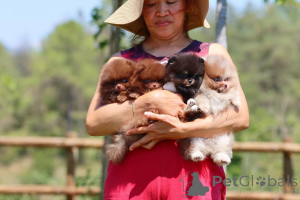 Photo №4. I will sell pomeranian in the city of Tönisvorst. private announcement - price - 392$