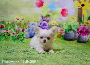 Photo №2 to announcement № 6057 for the sale of chihuahua - buy in Ukraine from nursery