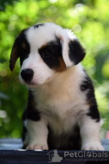 Additional photos: Cute Cardigan Welsh Corgi puppies from Hungary kennel@cardibakery.hu