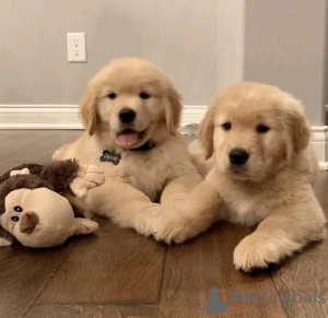 Photo №3. Golden Retriever Welpen verfügbar für. Germany