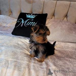 Photo №2 to announcement № 162999 for the sale of yorkshire terrier - buy in United States breeder