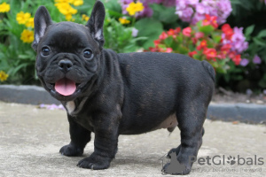 Photo №2 to announcement № 52287 for the sale of french bulldog - buy in Germany breeder