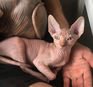 Photo №2 to announcement № 683 for the sale of sphynx cat - buy in Estonia private announcement