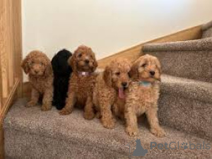 Photo №1. labradoodle - for sale in the city of City of London | 723$ | Announcement № 165564