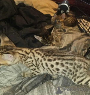 Photo №2 to announcement № 176013 for the sale of savannah cat - buy in Germany private announcement