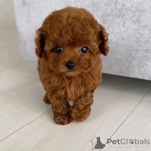 Photo №2 to announcement № 174649 for the sale of poodle (toy) - buy in Czech Republic breeder