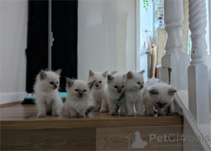 Photo №1. ragdoll - for sale in the city of Aalborg | 329$ | Announcement № 153865