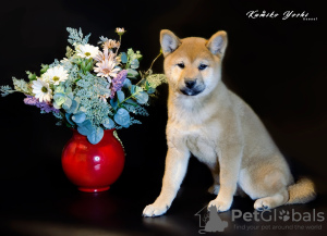 Photo №2 to announcement № 25636 for the sale of shiba inu - buy in Russian Federation from nursery, breeder
