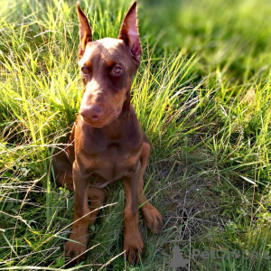 Photo №1. dobermann - for sale in the city of Bünsdorf | 847$ | Announcement № 149009
