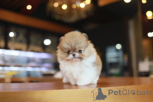 Photo №2 to announcement № 155002 for the sale of pomeranian - buy in United States breeder
