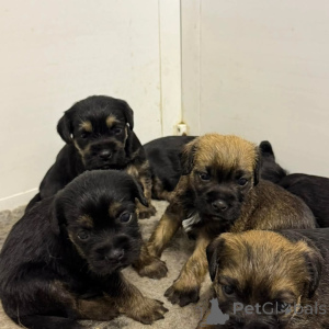 Photo №2 to announcement № 175420 for the sale of border terrier - buy in Lithuania private announcement, breeder