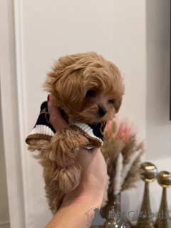 Photo №1. maltipu - for sale in the city of Munich | negotiated | Announcement № 163591