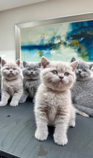 Photo №1. british shorthair - for sale in the city of Hanko | Is free | Announcement № 166510