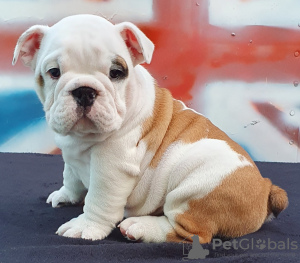Photo №4. I will sell english bulldog in the city of Odessa. from nursery - price - 700$
