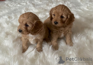 Photo №2 to announcement № 125081 for the sale of cavalier king charles spaniel - buy in Germany private announcement