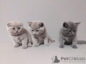 Photo №1. british shorthair - for sale in the city of Торонто | 317$ | Announcement № 88613