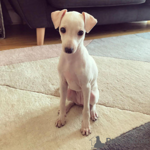Photo №2 to announcement № 173382 for the sale of italian greyhound - buy in Colombia private announcement