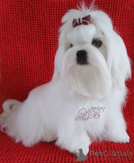 Photo №1. maltese dog - for sale in the city of Kiev | 900$ | Announcement № 45562