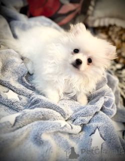 Photo №2 to announcement № 146675 for the sale of pomeranian - buy in Belarus private announcement