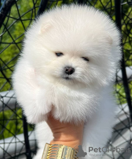 Additional photos: Pomeranian puppies