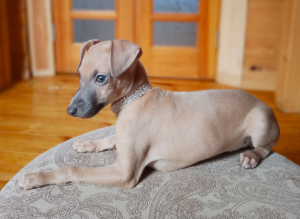 Photo №2 to announcement № 1739 for the sale of italian greyhound - buy in Russian Federation private announcement