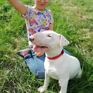 Photo №3. Standard Bull Terrier Puppies. Belarus