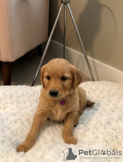 Photo №3. Adorable Golden Retriever Puppy. United States