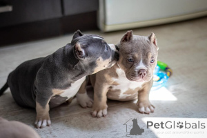Photo №1. american bully - for sale in the city of Karlsruhe | 940$ | Announcement № 147468