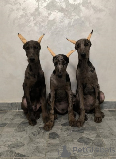 Photo №1. dobermann - for sale in the city of Belgrade | negotiated | Announcement № 120007