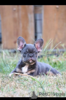 Photo №2 to announcement № 114982 for the sale of french bulldog - buy in Serbia breeder